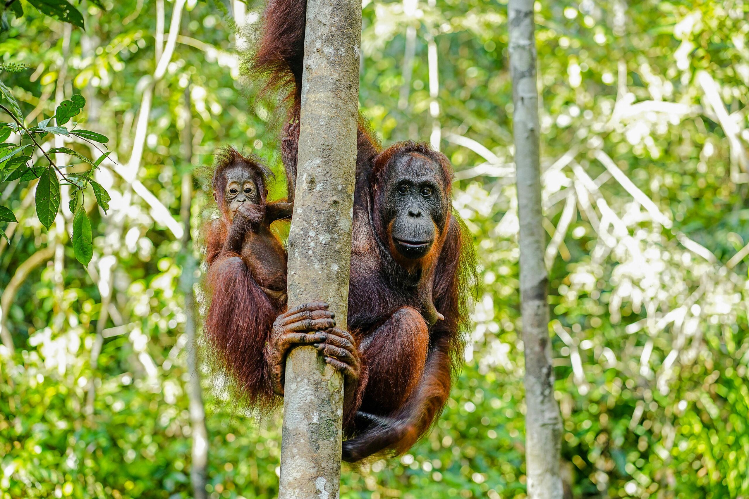 hutan sumatra admin (17)