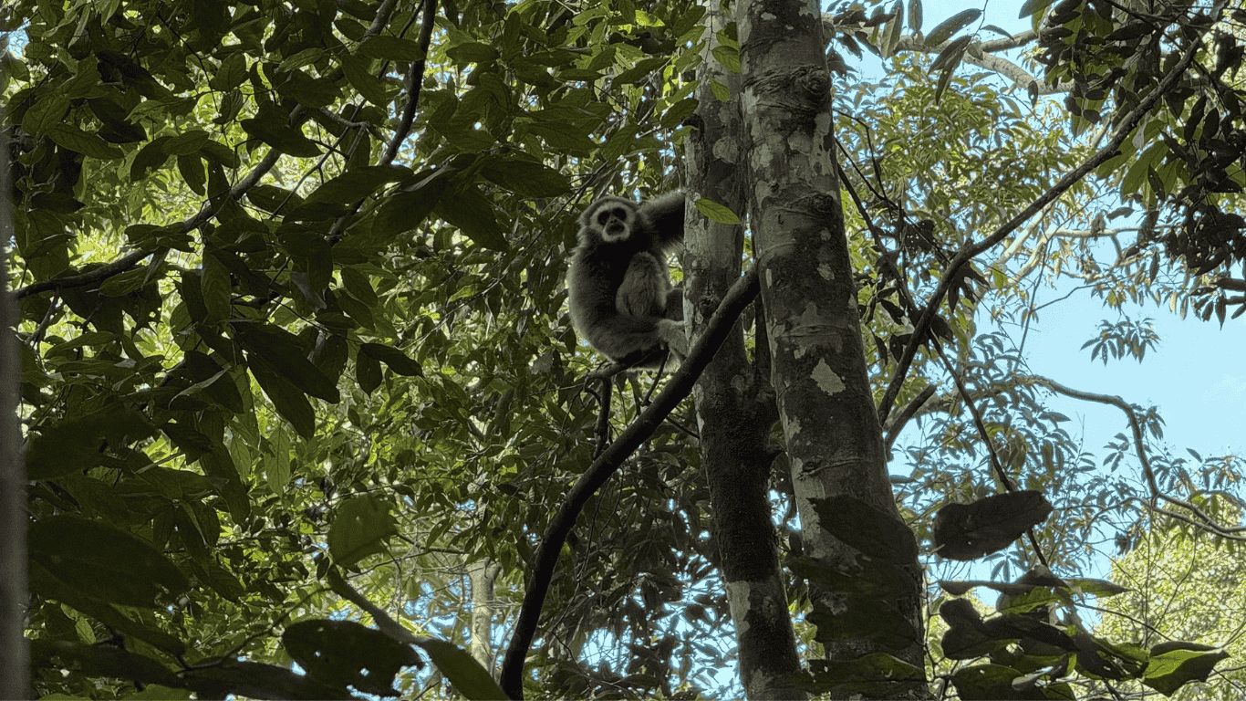 2 days jungle trekking sumatra