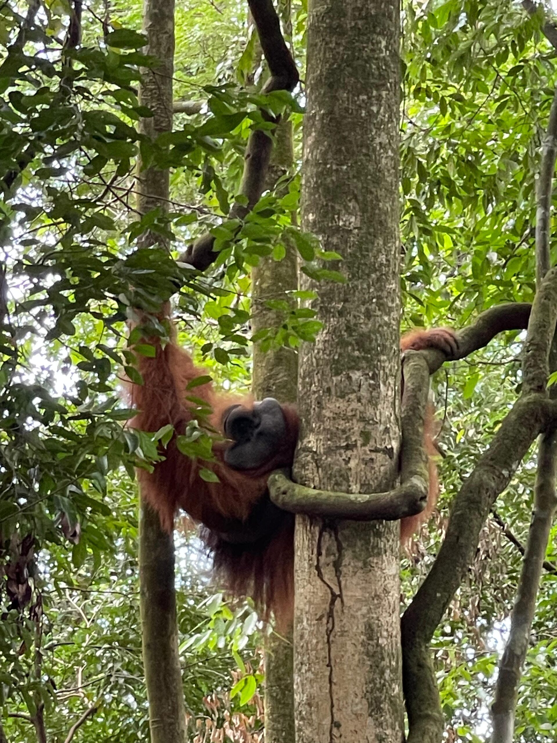 Bukit Lawang orangutan tour