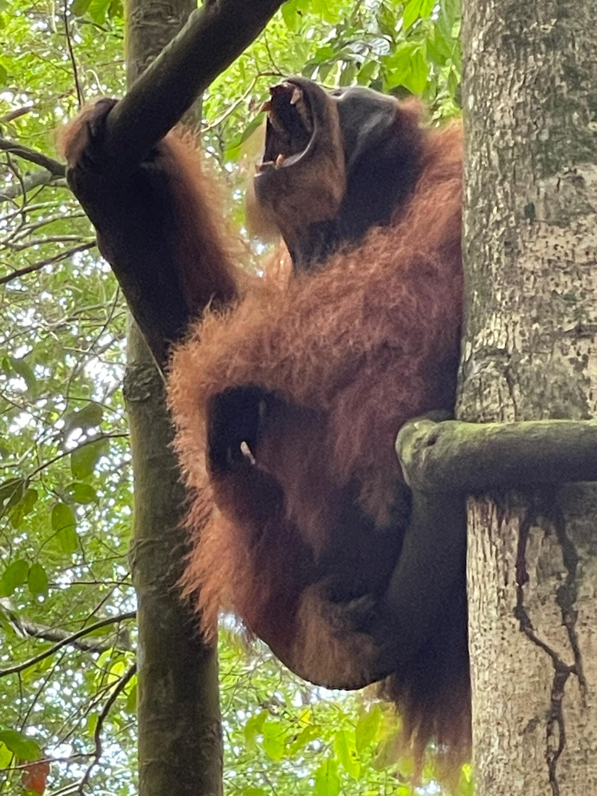 orangutan trekking Bukit Lawang