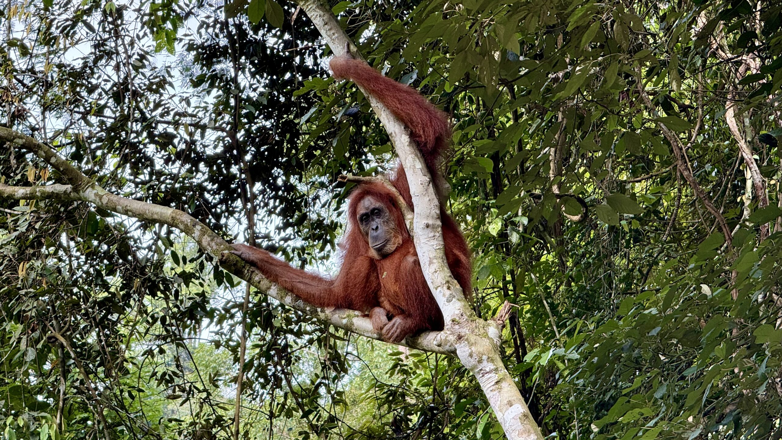 3 days orangutan tour North Sumatra