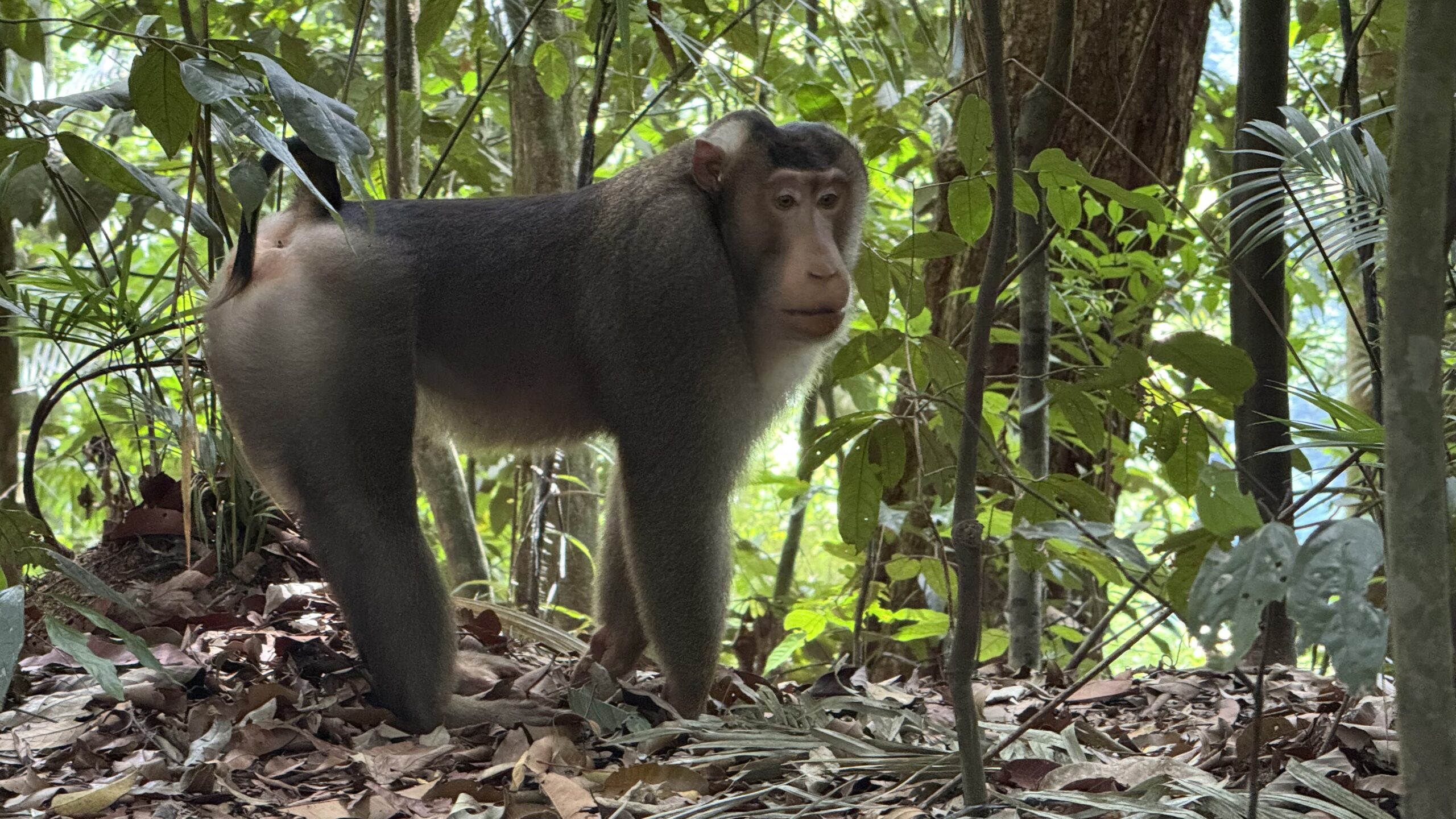 Half Day Orangutan trek Bukit Lawang