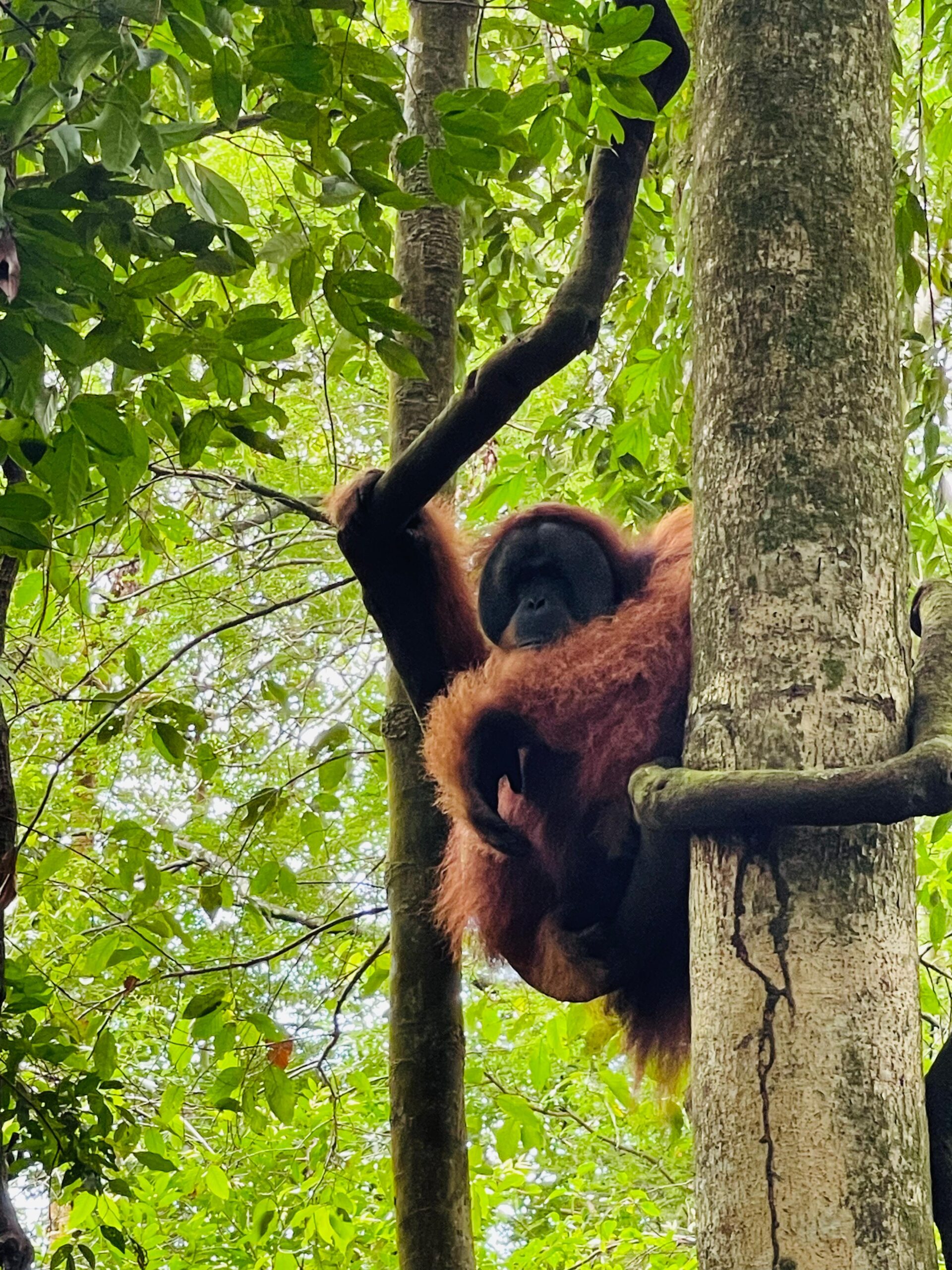 Gunung Leuser orangutan trek