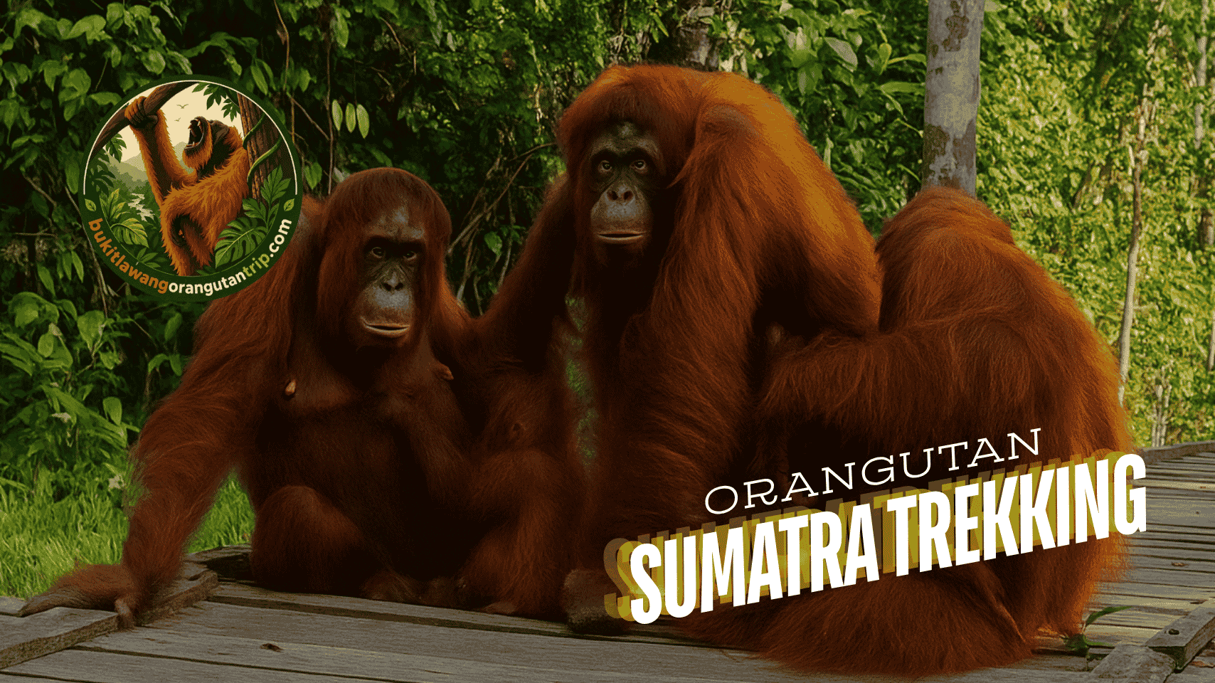 sumatra orangutan trekking