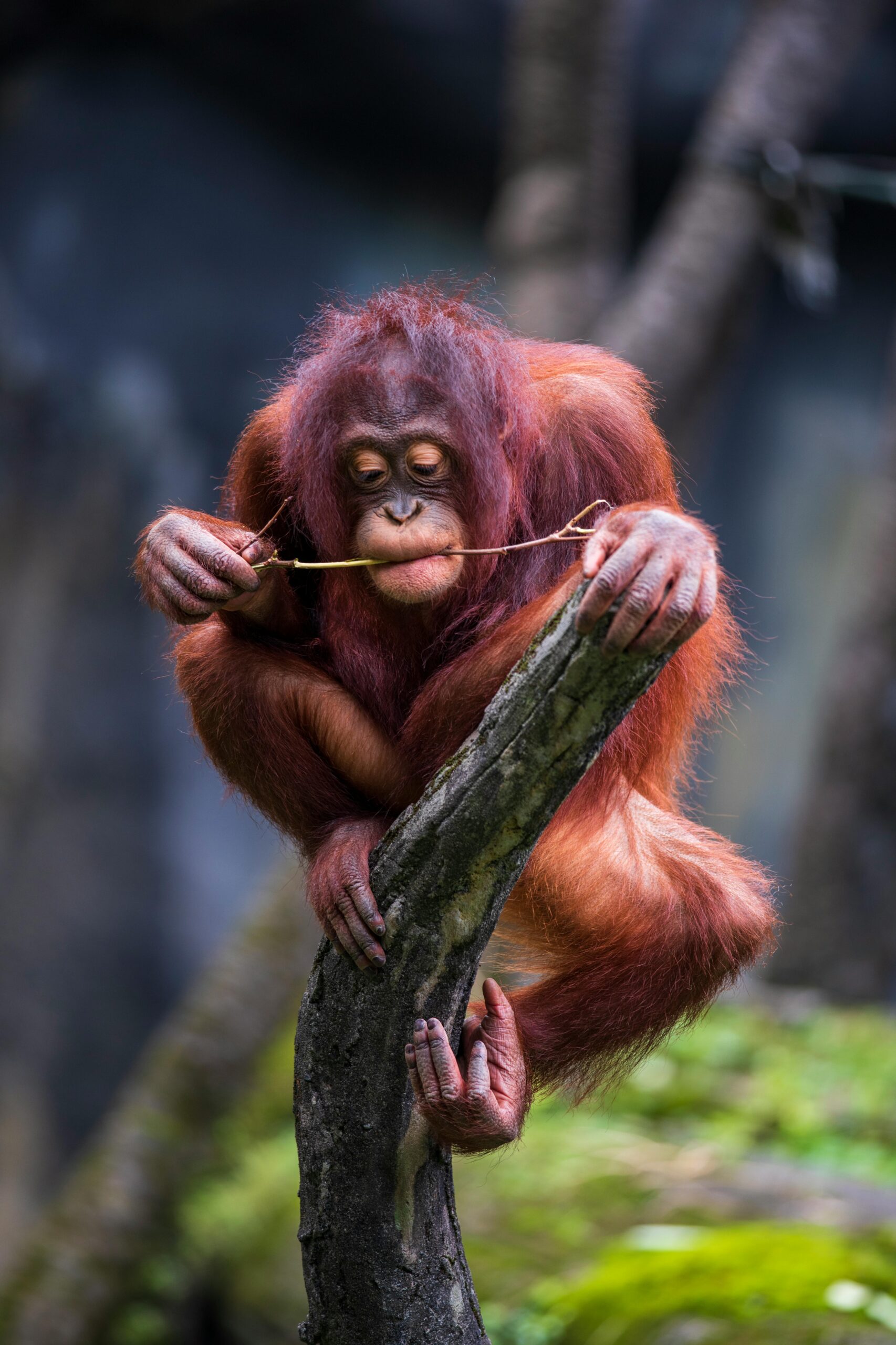 hutan sumatra admin (18)