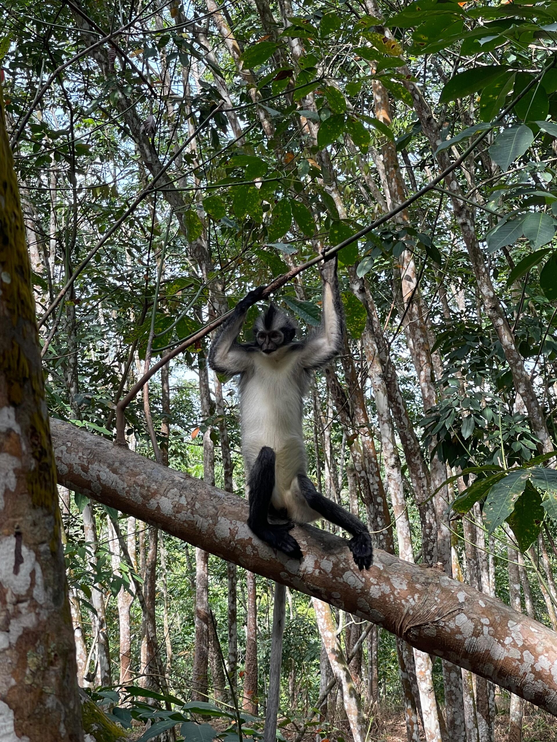 orangutan sumatra (9)